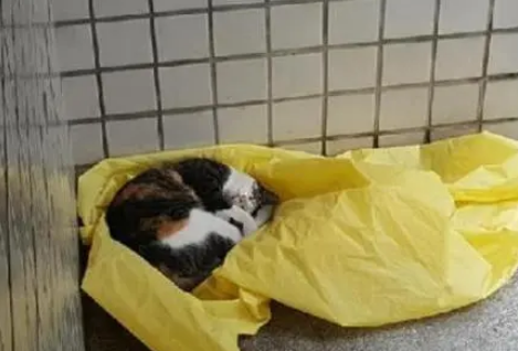 流浪猫天天蹭吃蹭喝，就是不让收编，猫：我是向往自由的猫