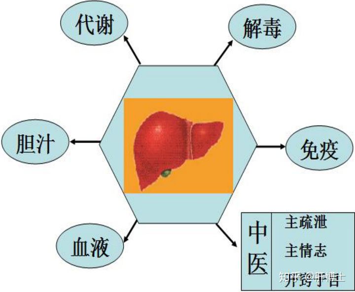 老人的肺气肿多吃什么_老年人肺气肺肿吃什么_老年人肺气肿吃什么
