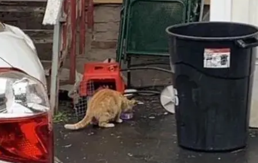 流浪猫雨天分娩，义工设“陷阱”救助，母猫身体虚弱也要保护孩子