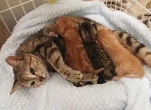 好心收养四只小奶猫，却闹了个乌龙，猫妈：是谁带走了我的孩子