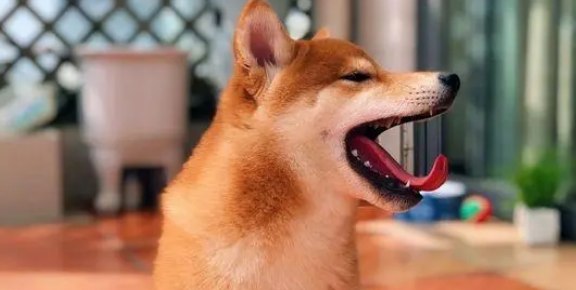 不知不觉柴犬已经从当初的小狗变这么大了，真可爱！