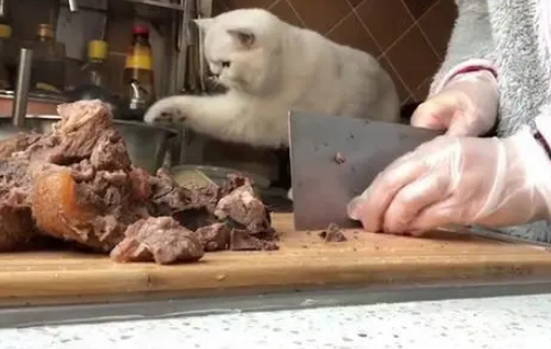 这只猫咪大概是最胆大的小偷了，主人还拿着菜刀，就敢伸爪偷吃