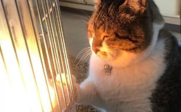 流浪猫扎堆“烤火”，胡须烧弯了，脸也被烤黑