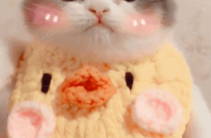 小奶猫佩戴了一个口水兜，简直萌到不像话，网友：请问可以偷猫吗