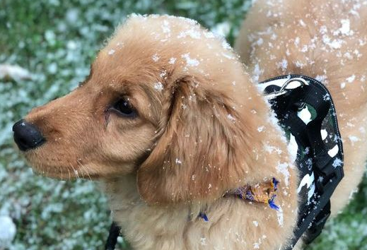 下着雪也得带着金毛出来，玩一会儿身上就都是雪了！ 