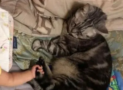 猫咪成了宝宝的小保姆，一听见小主人哭就去哄，网友：必须发工资