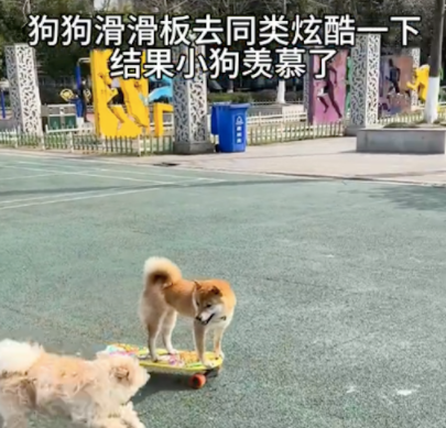 狗狗学会玩滑板后，还知道向同伴炫耀！