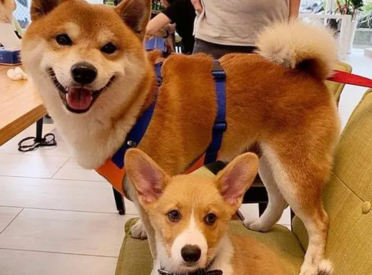 柴犬挡住了柯基的路，柯基充分利用了腿短的优势，很机智嘛！