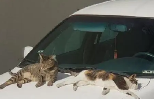 流浪猫天天蹭吃蹭喝，就是不让收编，猫：我是向往自由的猫