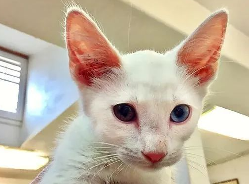 网友领养了只白净的小猫，长大后竟然糊了，更胖若两猫，真神奇！