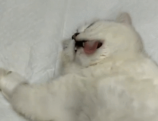 猫咪做绝育，被五花大绑在手术台上，猫：这一天还是来了