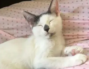 老爸讨厌猫咪，宠主因出差离开7天，回来时老爸和猫“如胶似漆”