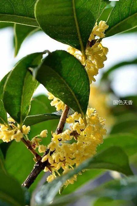 纯净版小说软件_xp最小纯净版iso_纯净版小说阅读软件
