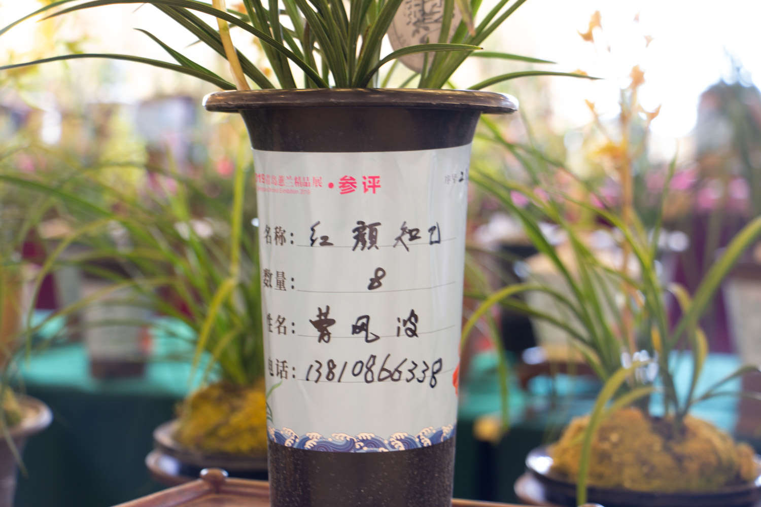绿草变黑兰，你家的兰花“中毒”了，再不管立马死翘翘！