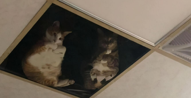 主人把天花板换成玻璃让猫们在上玩耍，结果画风突变猫咪化身监工