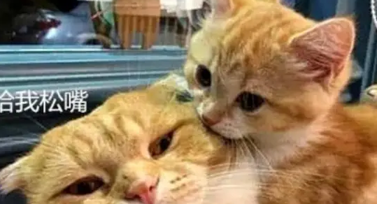 胖橘猫生了几只宝宝，唯独这只小奶猫不被待见，原因让人笑喷