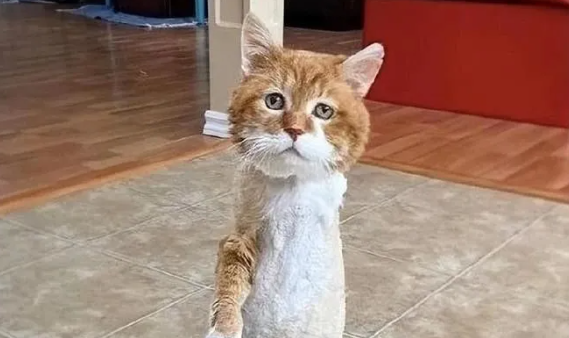 流落街头的残疾橘猫，遇到了一个老人后，它进入了爱的循环
