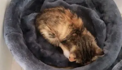 流浪小猫跑来家里乞讨，女孩喂养了两天后，把猫一脚踢到门口去