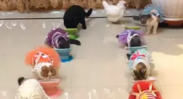 为了管理家里的一群猫，铲屎官养了一只牧猫鸡，网友：太有才了