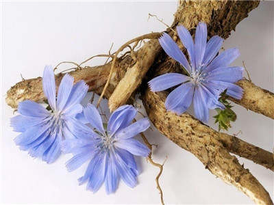 新鲜菊苣根