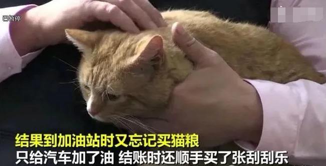 网友随手买张彩票就中了100万，最大功臣竟是家里的橘猫！因为...