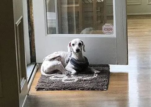 贵宾犬一直站着睡觉，不懂怎么躺下，它的身体还记得曾经的虐待