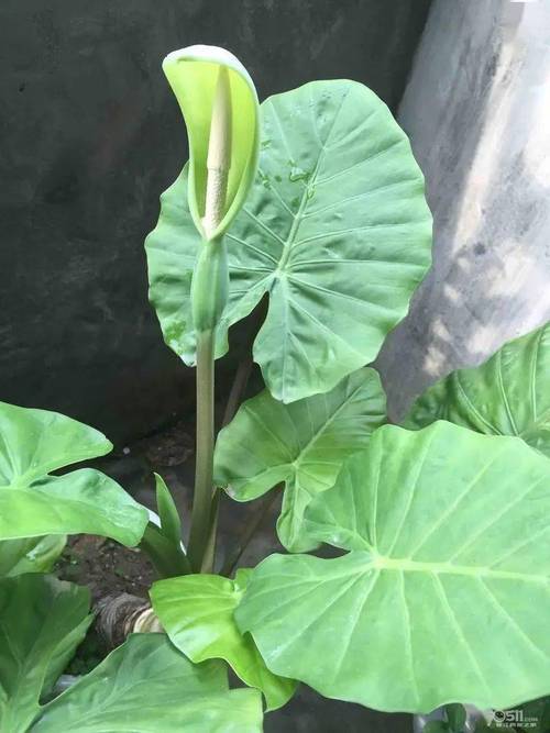 滴水观音：家居绿化的秘密武器