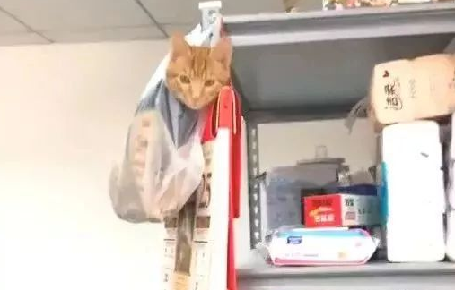 橘猫犯错被装进塑料袋高高挂起，复杂神情笑喷所有人