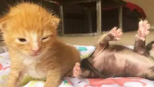 2只小奶猫，刚出生就被抛弃，相依为命直到遇到新主人！