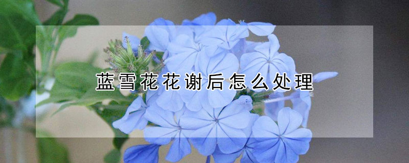 蓝雪花花谢后怎么处理