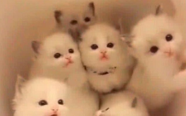 家里的猫咪全部失踪，翻箱倒柜找不到，掀开被子一看被萌化