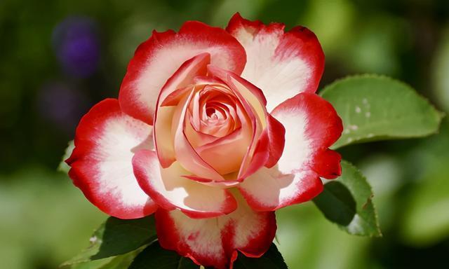 小路工作室系统下载_小路工作室系统下载_小路工作室系统下载