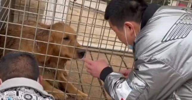 金毛被关在屠宰车上，被救后泪流满面，第二天生了8只狗