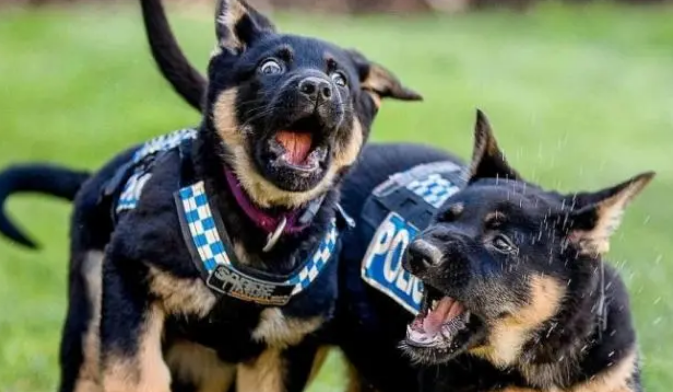 小警犬刚出生7周，就要参加训练课，却因太友善被开除学籍