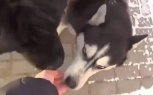 哈士奇自信挑战藏獒，结果一招就被藏獒给打倒了，二哈懵了