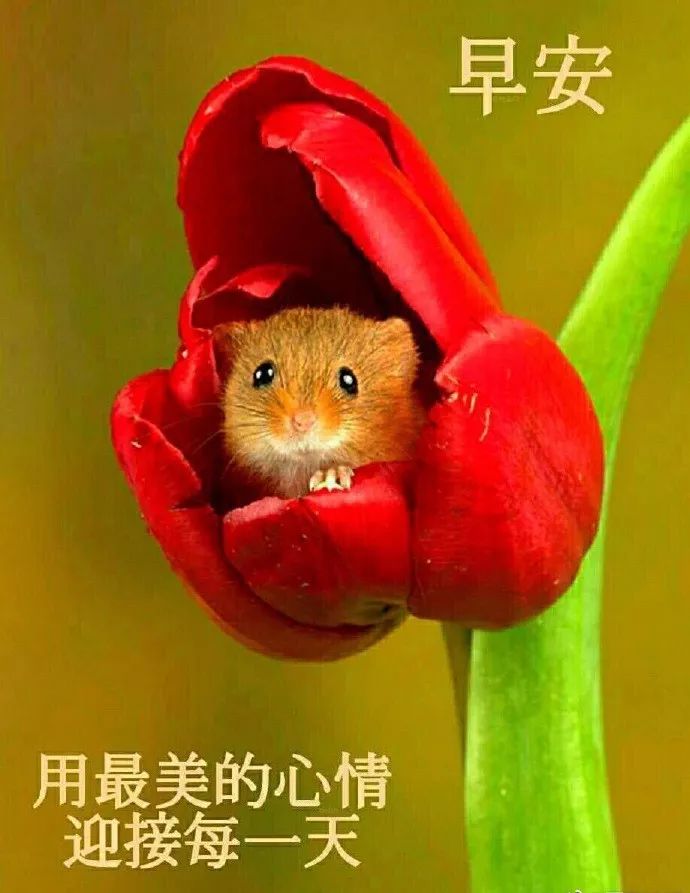 石岩红绿灯摄像头_路口监控去哪里调取_石大路红荔路口监控