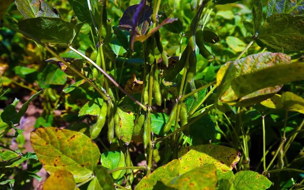 黑豆是什么植物？中国黑豆的种植版图介绍