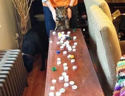 养了猫以后才知道，高贵神秘的喵星人，其实是天生的“小偷”