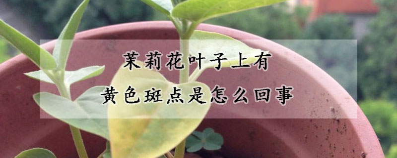 茉莉花叶子上有黄色斑点是怎么回事