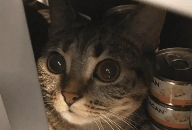 女子拿猫粮喂猫，却发现猫咪消失不见，打开柜子一看瞬间被萌化了 