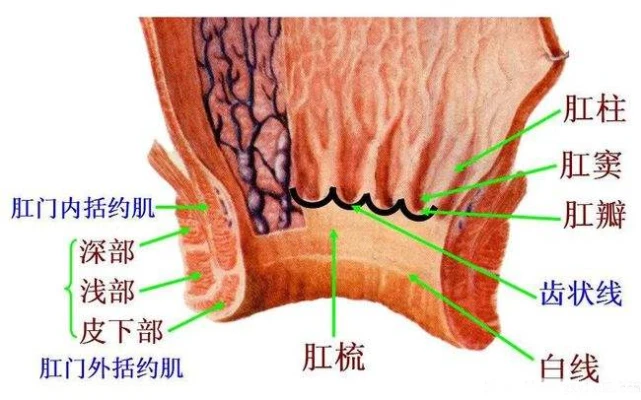 肛周脓肿手术后大便失禁怎么办_肛周脓肿手术后肛门失禁_肛周脓肿手术后小便失禁