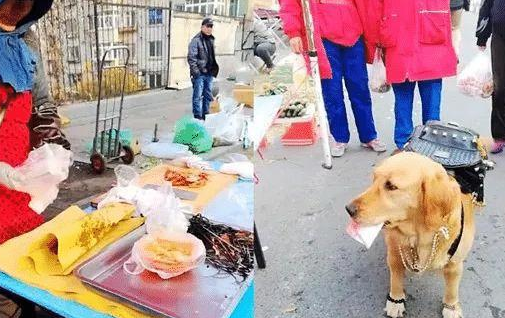 金毛拿着一百块去买烤鸭，走在路上被围观，看这身打扮，家里有矿