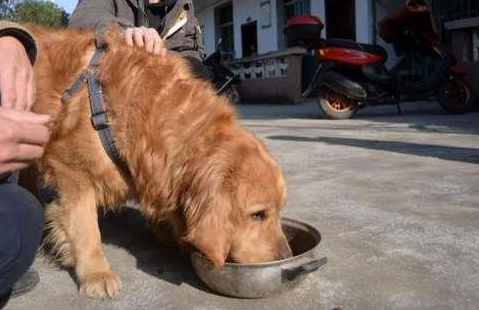 可以不爱但请别伤害，才从狗肉市场救出金毛，它的举动让人落泪