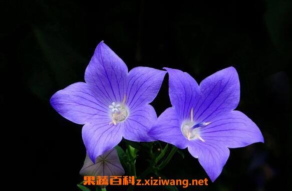 全球眼视频监控app_监控眼官网下载_全球眼视频监控系统下载