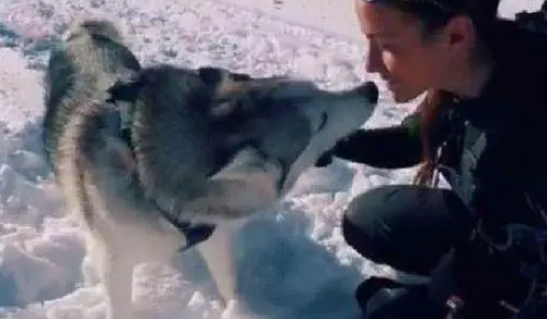 主人把哈士奇带到了雪地，这才是哈士奇正确打开方式啊