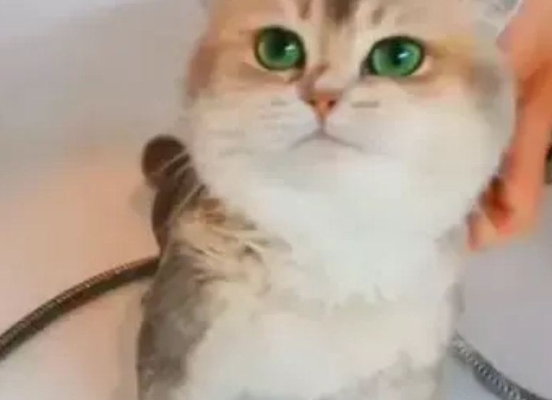 小猫总被人说胖，直到主人晒出它的浴照，网友愣了：还真是虚胖啊