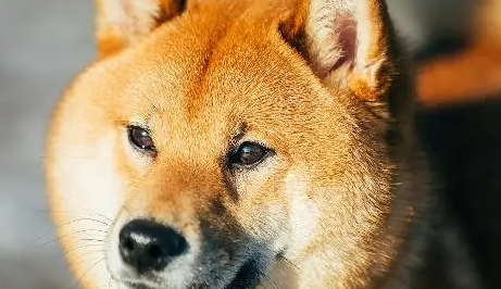 医生诊断柴犬没怀孕，可半夜就生出了狗崽