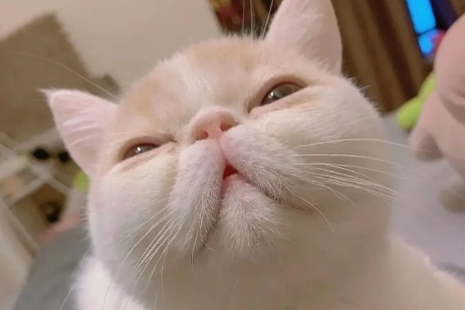 年轻人已成养猫主体人群：“看见它，心也被治愈了”