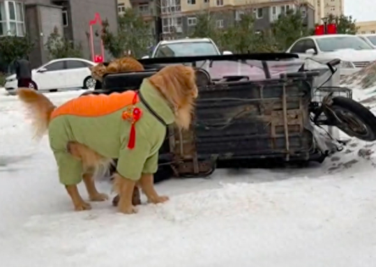 主人开车带狗出门，结果雪地太滑翻车了，狗被气得不行