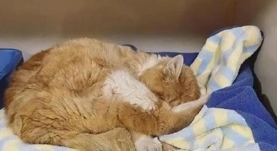 流落街头的残疾橘猫，遇到了一个老人后，它进入了爱的循环